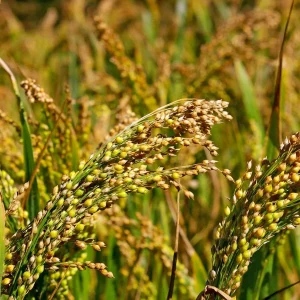Native Hill Little Millet / Saamai Seeds