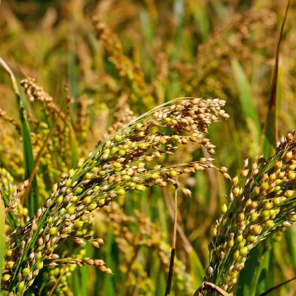 Native Hill Little Millet / Saamai Seeds