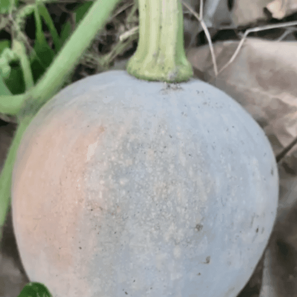 Erode Local Pumpkin vegetable seeds