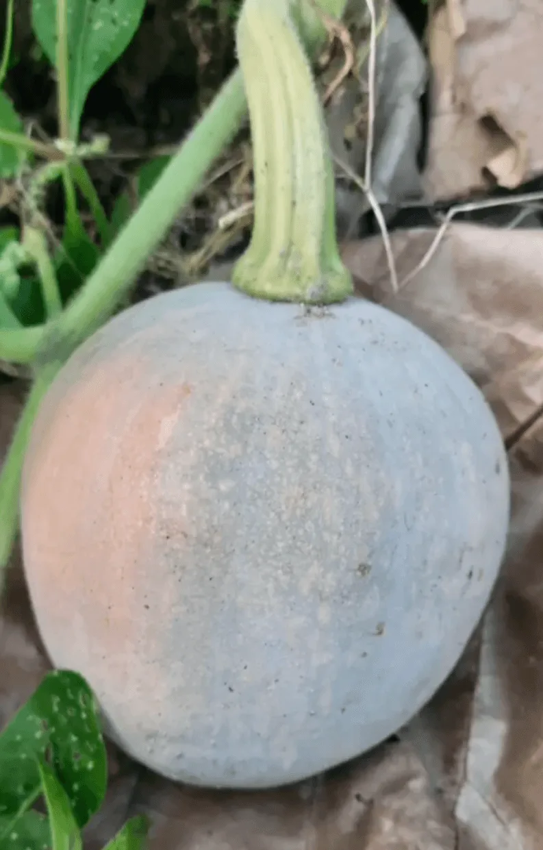 Erode Local Pumpkin vegetable seeds