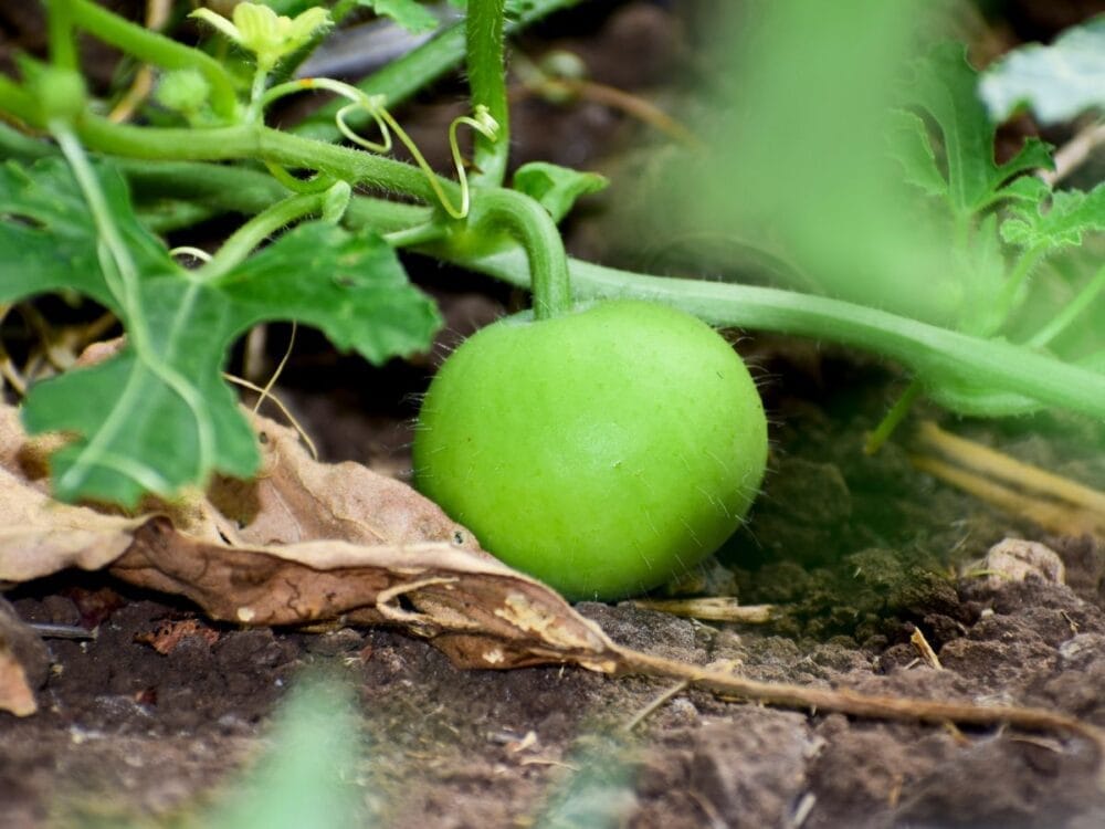 Apple Gourd Tinda open pollinated seeds