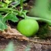 Apple Gourd Tinda open pollinated seeds