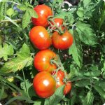 Country tomato periyakulam open pollinated seeds