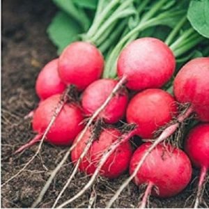 Red ball Turnip op gardening seeds