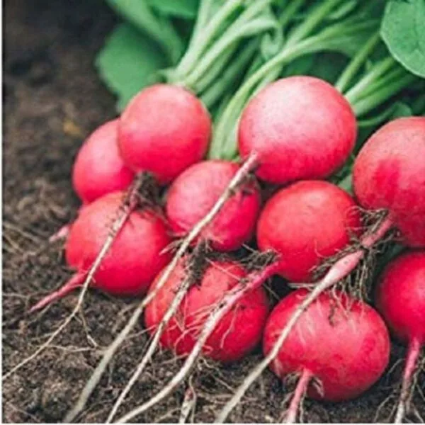 Red ball Turnip op gardening seeds