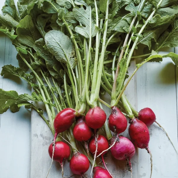 Heirloom Scarlet Globe Red Round Radish seeds