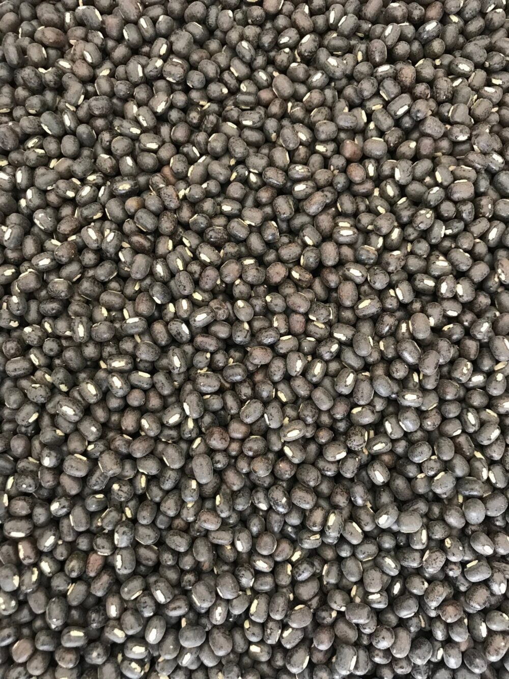 Native Black Gram Whole Seeds