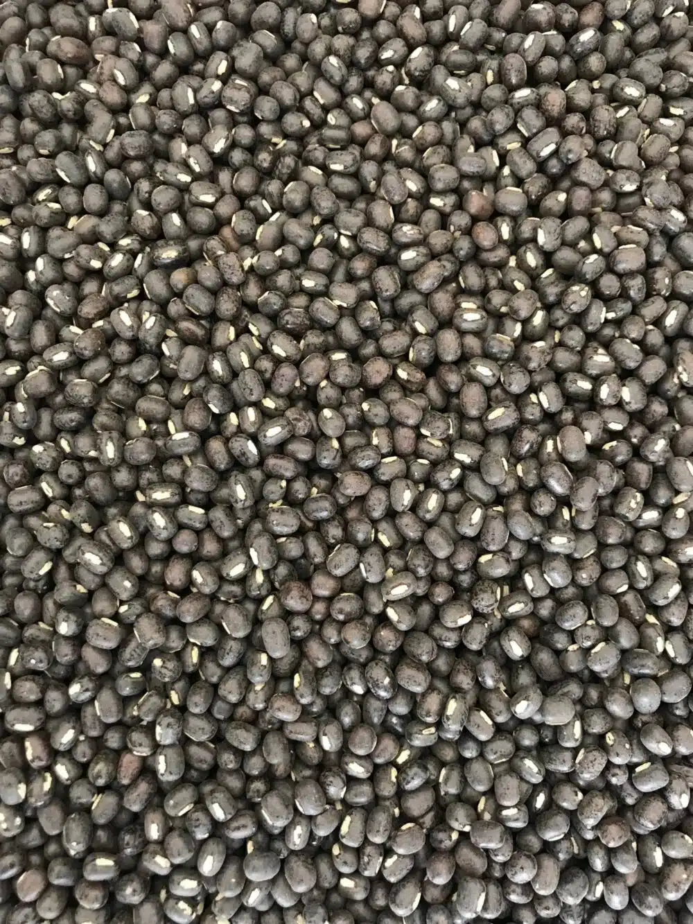 Native Black Gram Whole Seeds