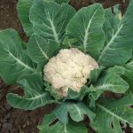 Snowball Cauliflower OP gardening Seeds