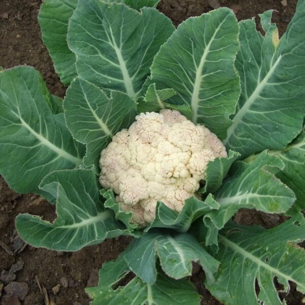 Snowball Cauliflower OP gardening Seeds
