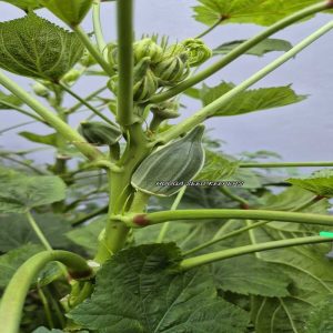 Coffee Okra