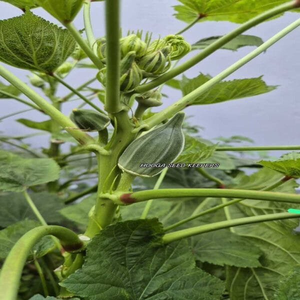 Coffee Okra