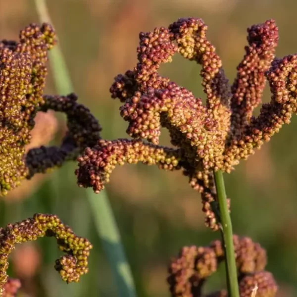 Native Hill Finger Millet / Raagi / kelvaragu seeds