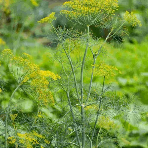 Dill Aromatic Herb Gardening Seeds