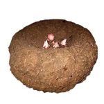 Senai Kilangu Elephant foot yam tuber seeds