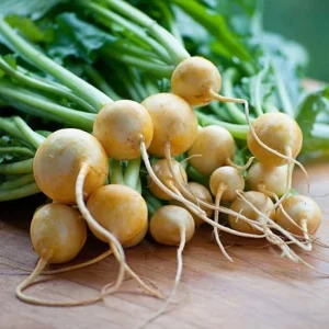 Golden Ball Turnip OP Seeds