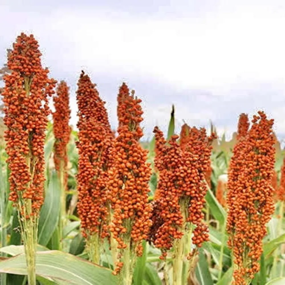 Native Hill Red Sorghum / Sivappu Cholam Seeds