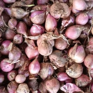 Native Sambar Small Onion Seeds