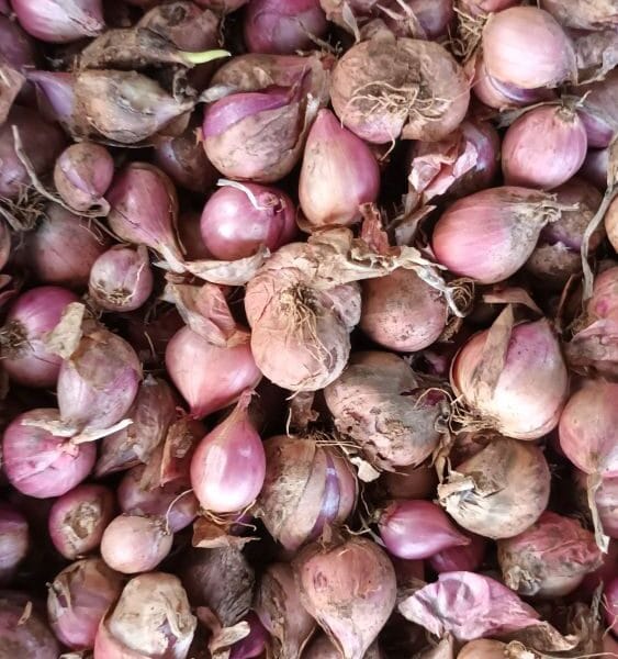 Native Sambar Small Onion Seeds