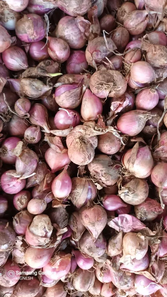 Native Sambar Small Onion Seeds