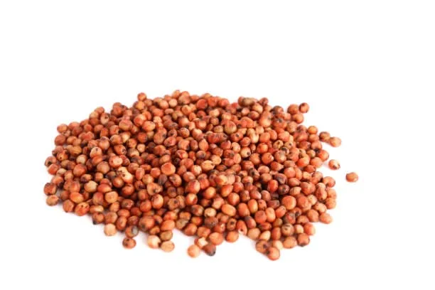 Native Hill Red Sorghum / Sivappu Cholam Seeds - Image 2