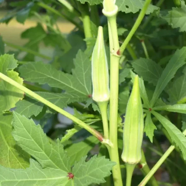 Needle Okra