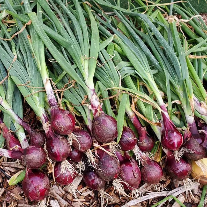 Nasik Red Big Onion OP Seeds