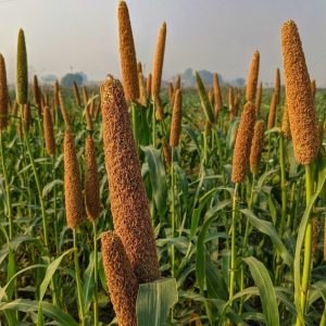 Pearl Millet / Kambu / Bajra seeds