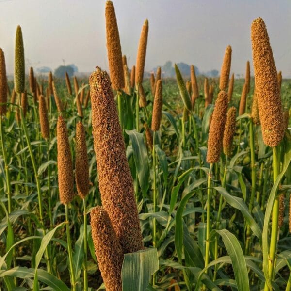 Pearl Millet / Kambu / Bajra seeds