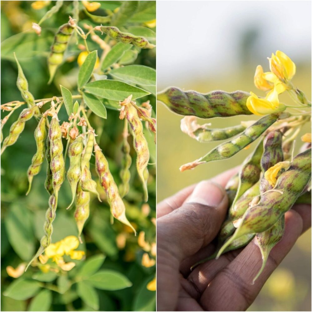 Native Pigeon Pea Toor Daal Seeds துவரை