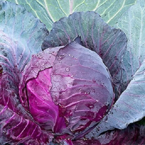 Purple Cabbage Open Pollinated seeds