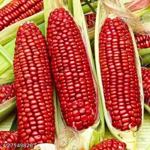 Red Corn Indian Seeds