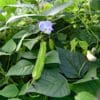 Green Winged Beans Short Gardening Seeds