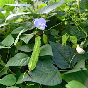 Green Winged Beans Short Gardening Seeds