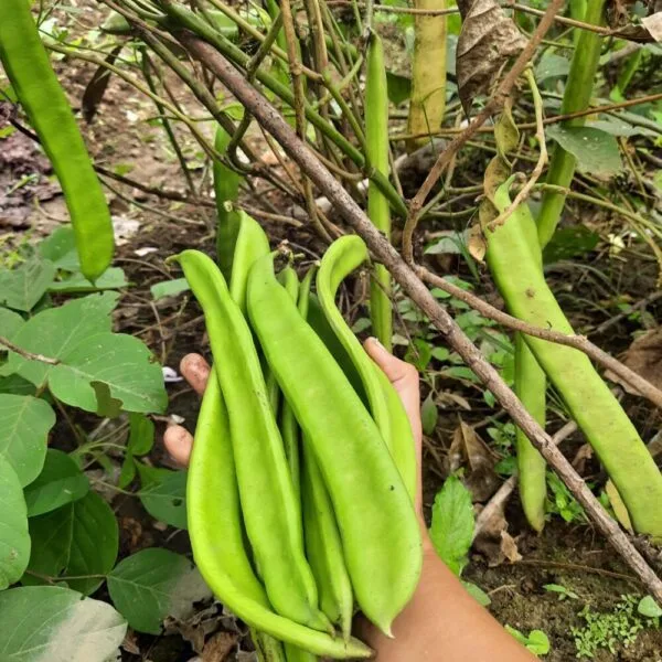 Bush White Sword Bean Seeds
