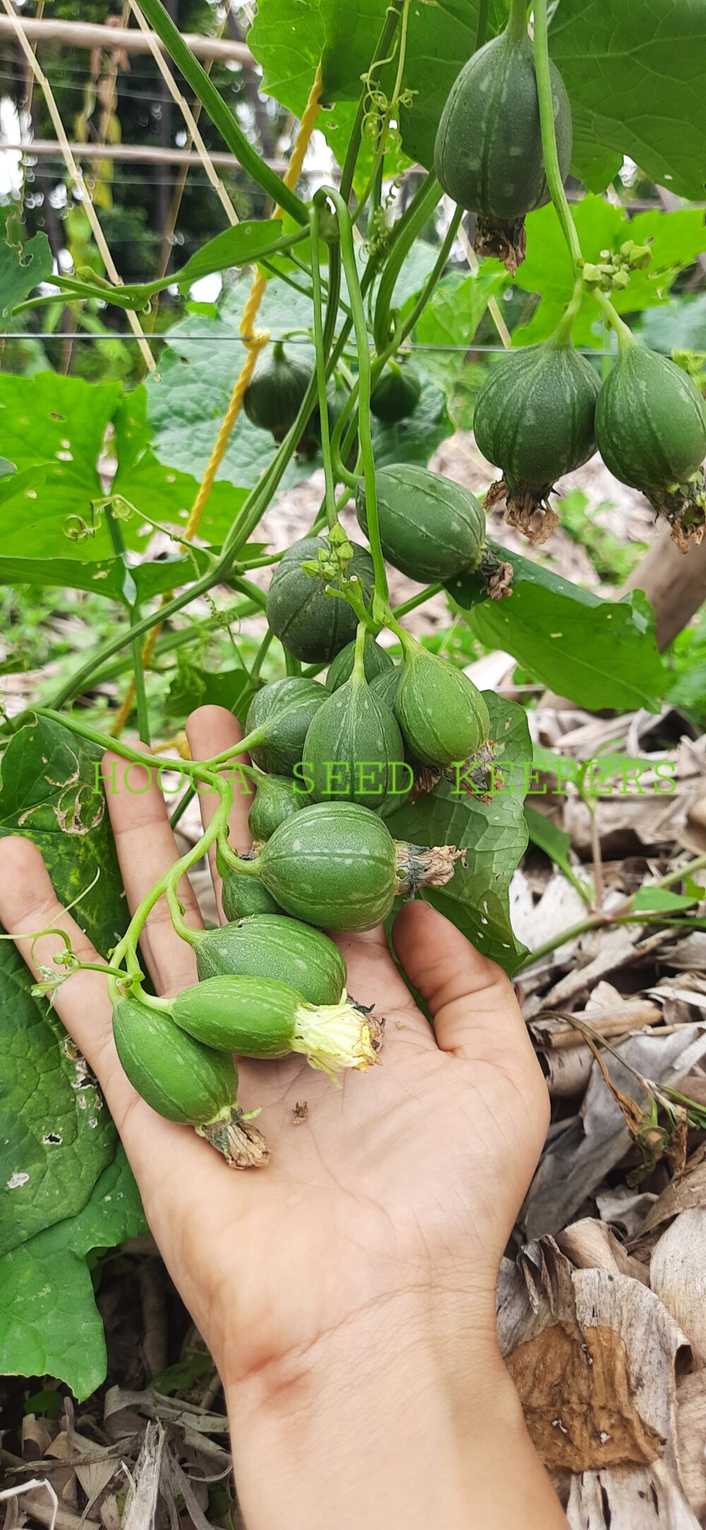 Cluster Spongegourd Type 1 vegetable seeds