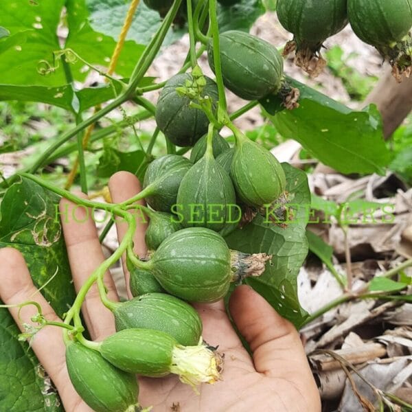 Cluster Spongegourd Type 1 vegetable seeds