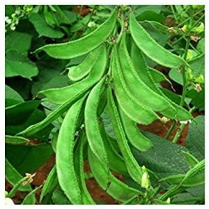 Bush Lab Lab Dolichos chicken bean seeds
