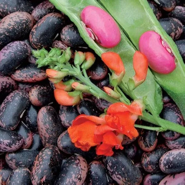 Heirloom Scarlet Runner Bean gardening Seeds