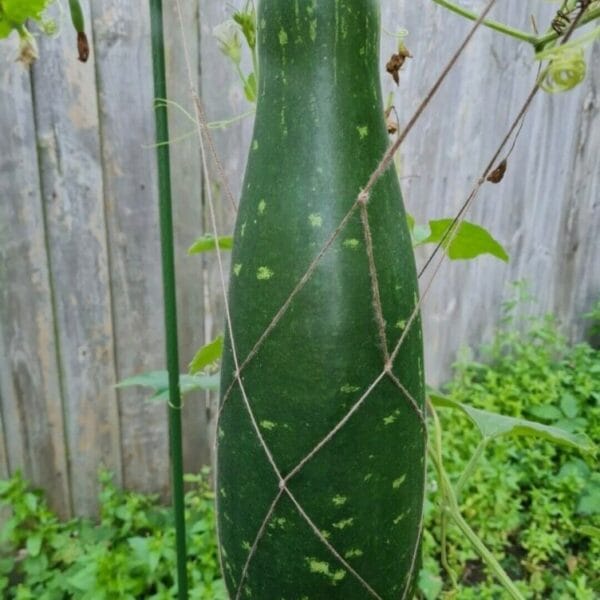 Giant Bottlegourd vegetable seeds