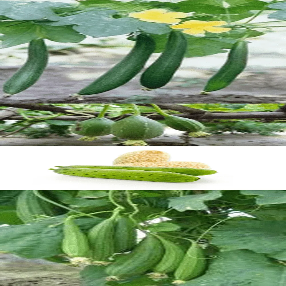 Spongegourd diversity mixed vegetable Seeds
