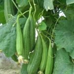 Cluster Spongegourd Type 2 vegetable seeds