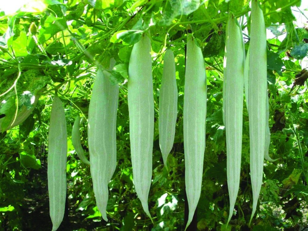 Snakegourd White medium vegetable Seeds