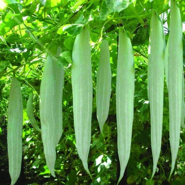 Snakegourd White medium vegetable Seeds