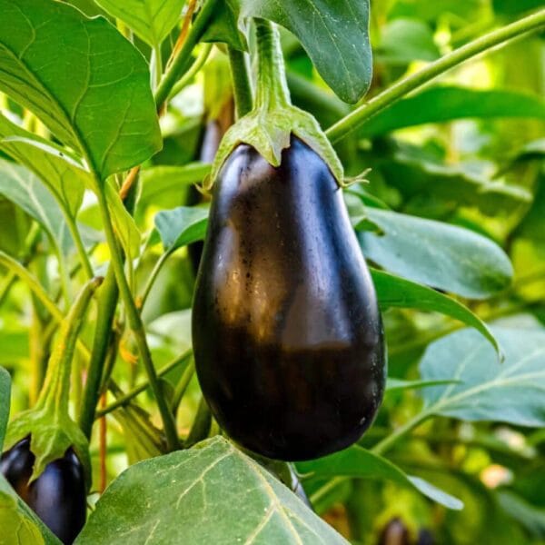 Heirloom Black Beauty Brinjal Seeds