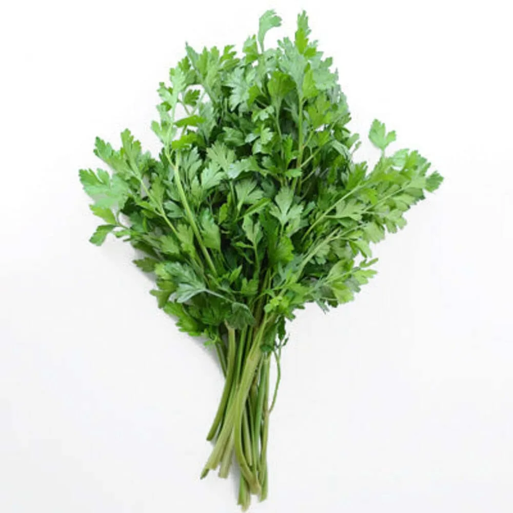 Parsley Large Leaf Gardening seeds