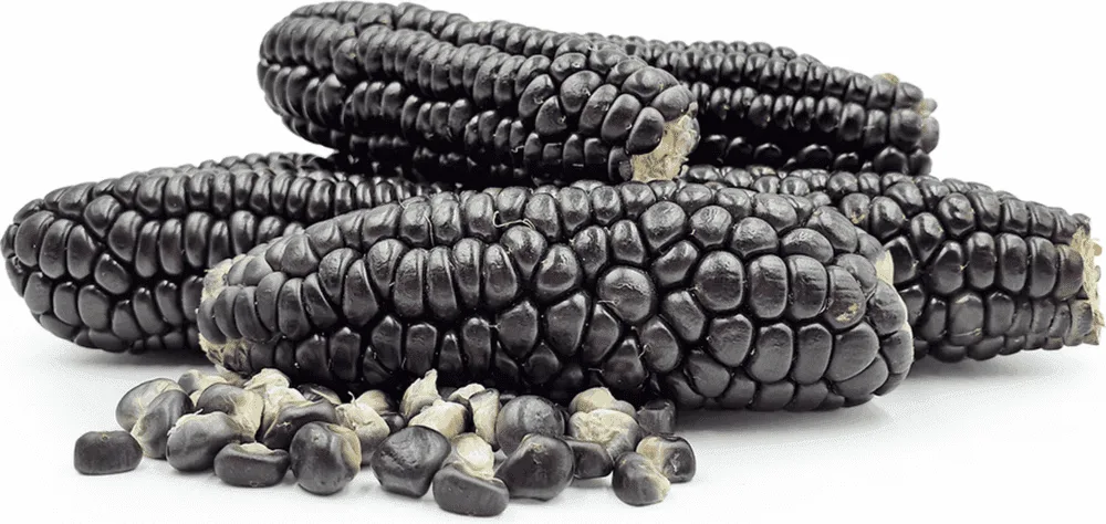 Indigenous Black Corn Seeds
