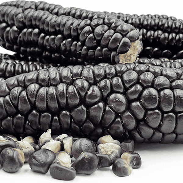 Indigenous Black Corn Seeds