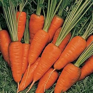Heirloom Shin Kuroda Baby Carrot Seeds