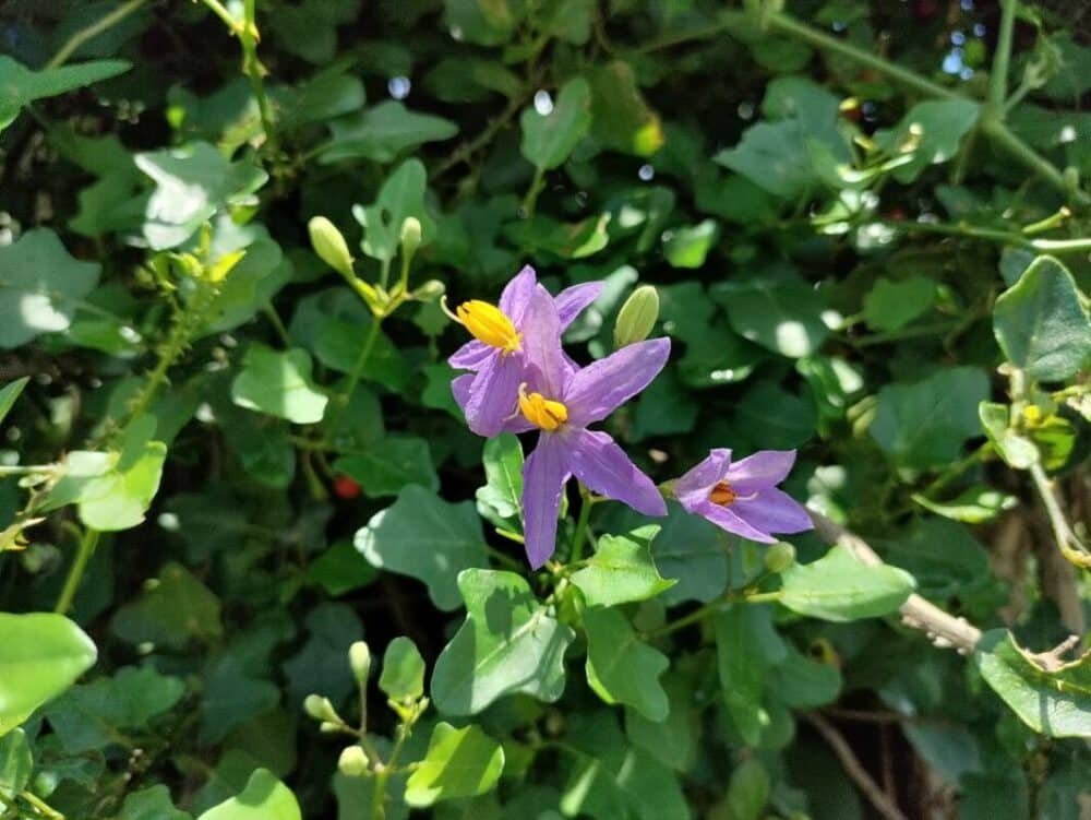 Thoothuvalai Keerai Solanum Trilobatum seeds